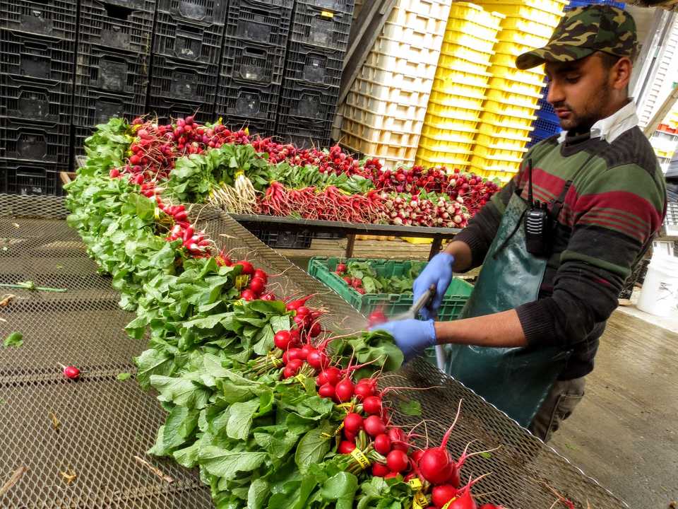 Washing radishes at Norwich Meadows Farm